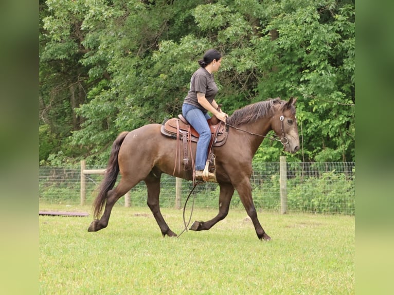 American Morgen Horse Croisé Hongre 9 Ans 145 cm Buckskin in Howell