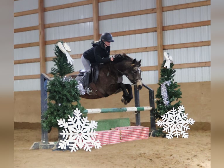 American Morgen Horse Croisé Hongre 9 Ans 145 cm Buckskin in Howell