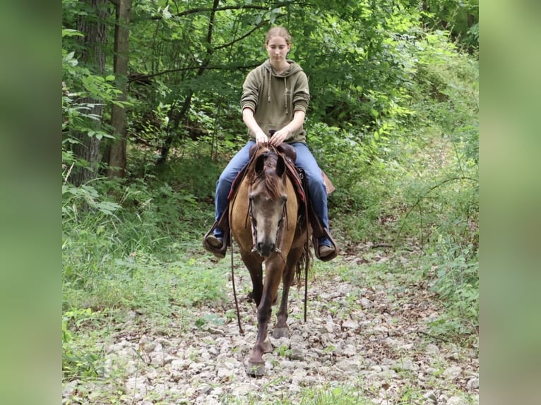 American Morgen Horse Croisé Hongre 9 Ans 145 cm Buckskin in Howell