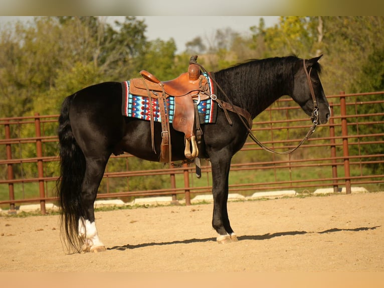 American Morgen Horse Hongre 9 Ans 155 cm Noir in Fresno
