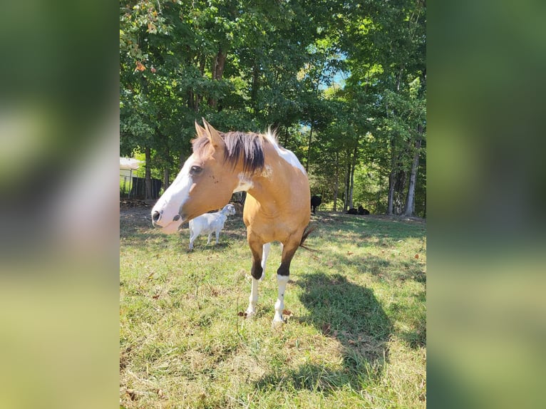 American Morgen Horse Jument 10 Ans 60 cm Bai clair in Austin