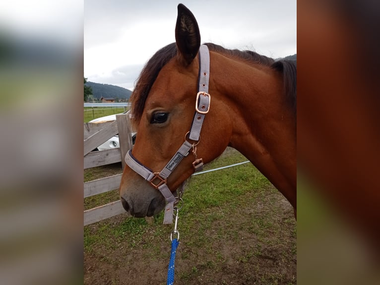 American Morgen Horse Jument 1 Année 150 cm Bai cerise in Oberstaufen