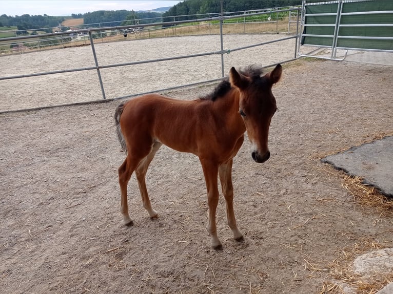 American Morgen Horse Jument 1 Année 150 cm Bai cerise in Oberstaufen