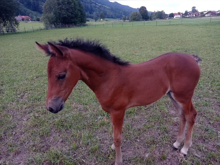 American Morgen Horse Jument 1 Année 150 cm Bai cerise in Oberstaufen