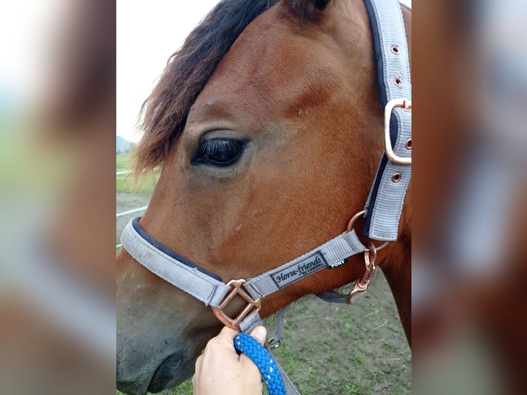 American Morgen Horse Jument 1 Année 150 cm Bai cerise in Oberstaufen