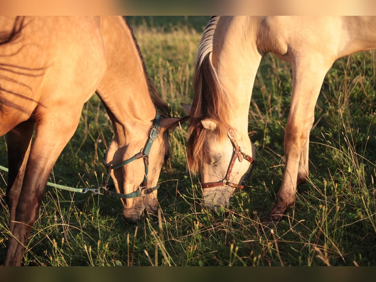 American Morgen Horse Jument 1 Année 150 cm Buckskin in Oberstaufen