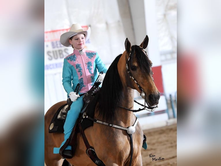 American Morgen Horse Jument 20 Ans 152 cm Buckskin in Toledo