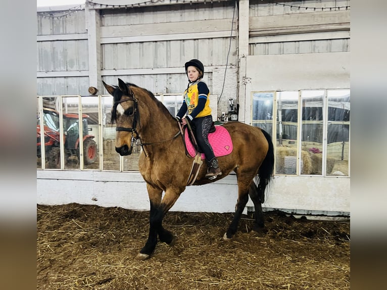 American Morgen Horse Jument 20 Ans 152 cm Buckskin in Toledo