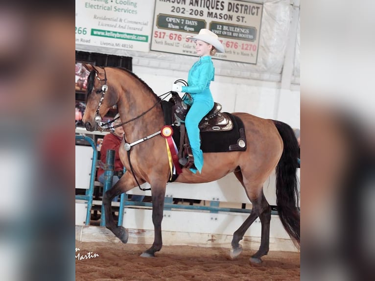 American Morgen Horse Jument 20 Ans 152 cm Buckskin in Toledo