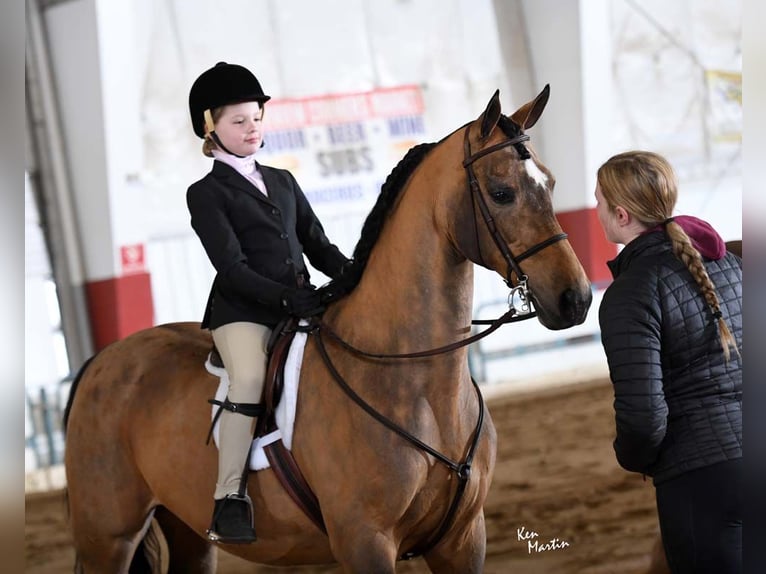 American Morgen Horse Jument 20 Ans 152 cm Buckskin in Toledo