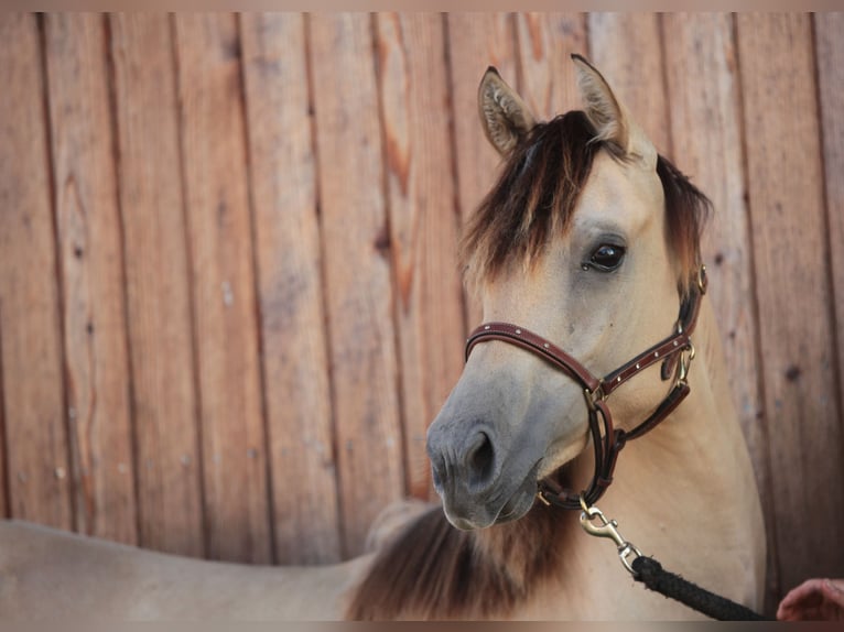 American Morgen Horse Jument 2 Ans 150 cm Buckskin in Oberstaufen