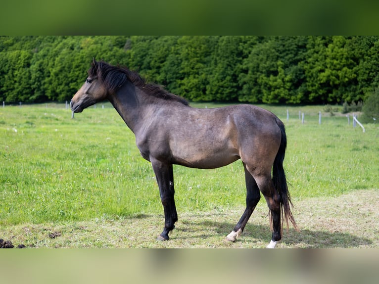 American Morgen Horse Jument 3 Ans 155 cm  in Dermbach