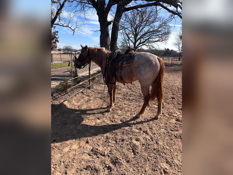 American Morgen Horse Jument 3 Ans 60 cm Peut devenir gris in Austin