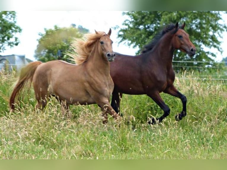 American Morgen Horse Jument 4 Ans 157 cm Bai in Volsemenhusen