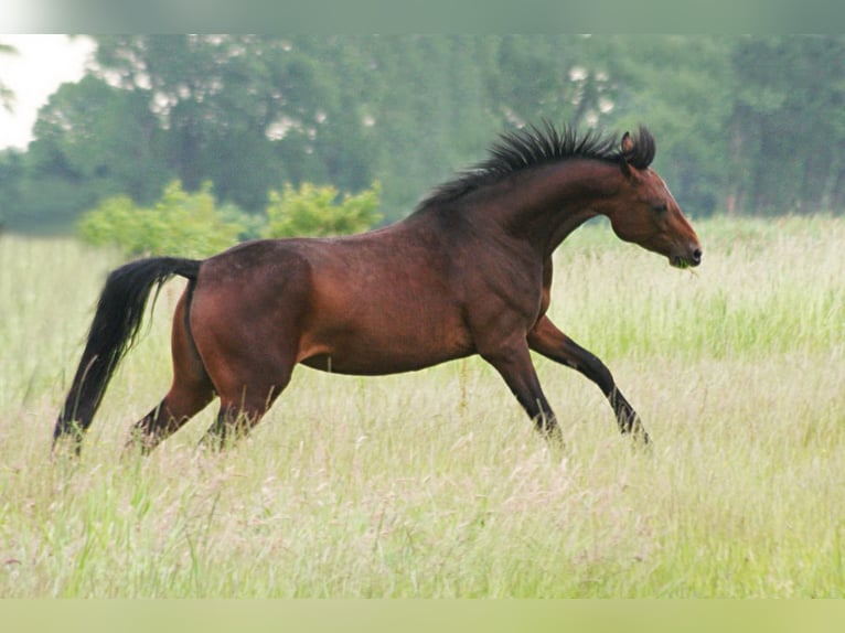 American Morgen Horse Jument 4 Ans 157 cm Bai in Volsemenhusen