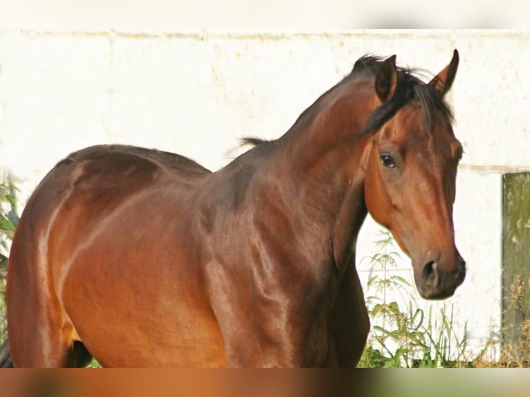 American Morgen Horse Jument 4 Ans 157 cm Bai in Volsemenhusen