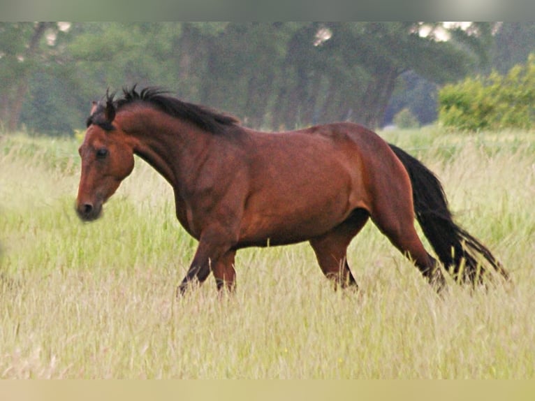 American Morgen Horse Jument 4 Ans 157 cm Bai in Volsemenhusen