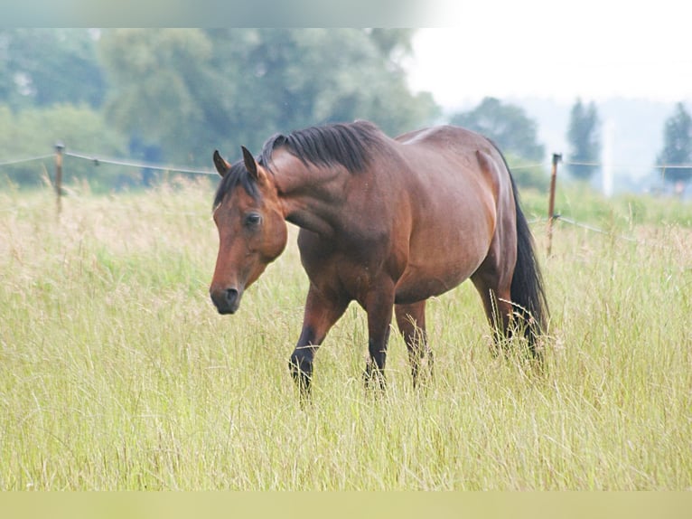 American Morgen Horse Jument 4 Ans 157 cm Bai in Volsemenhusen