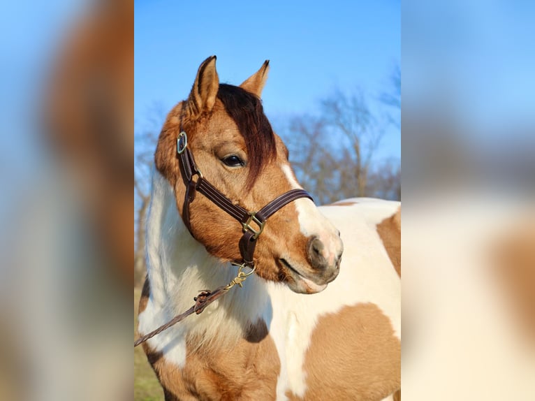 American Morgen Horse Jument 8 Ans 137 cm Buckskin in Highland MI