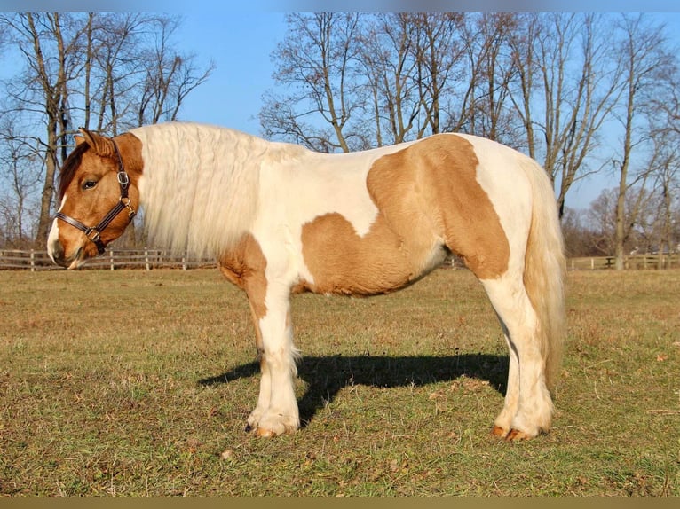 American Morgen Horse Jument 8 Ans 137 cm Buckskin in Highland MI