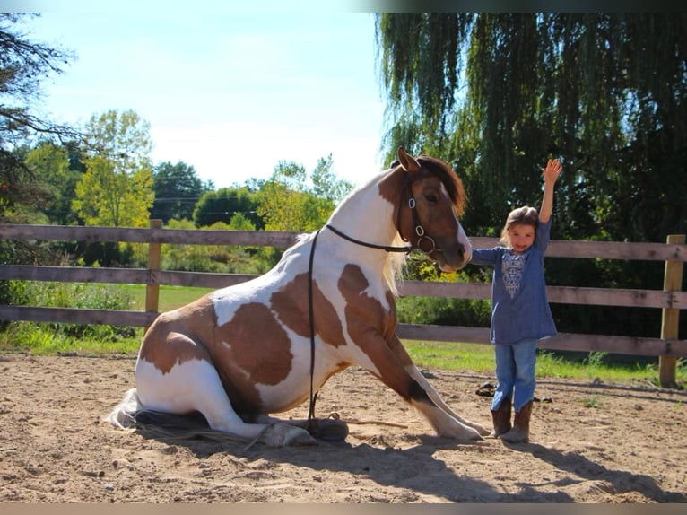 American Morgen Horse Jument 8 Ans 137 cm Buckskin in Highland MI