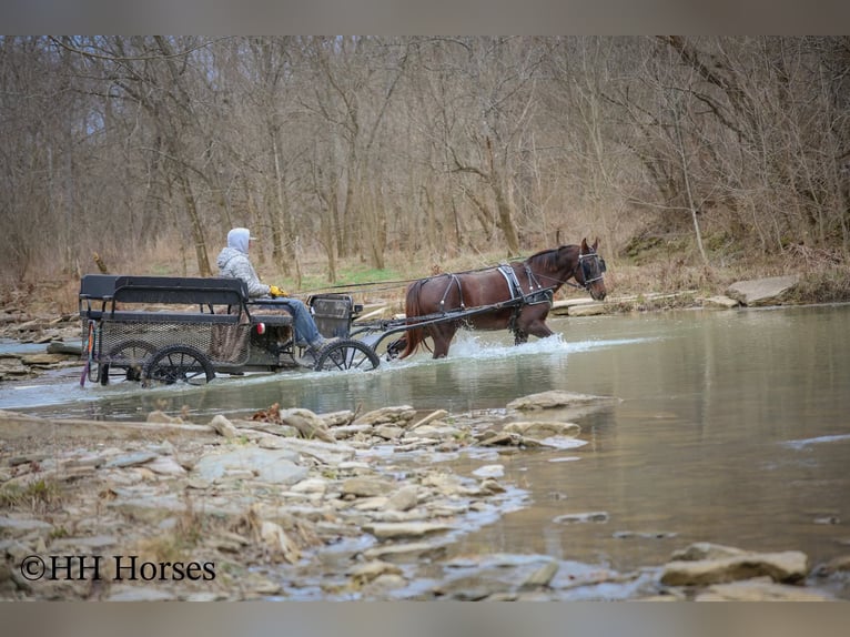 American Morgen Horse Jument 8 Ans 150 cm Bai in Flemingsburg