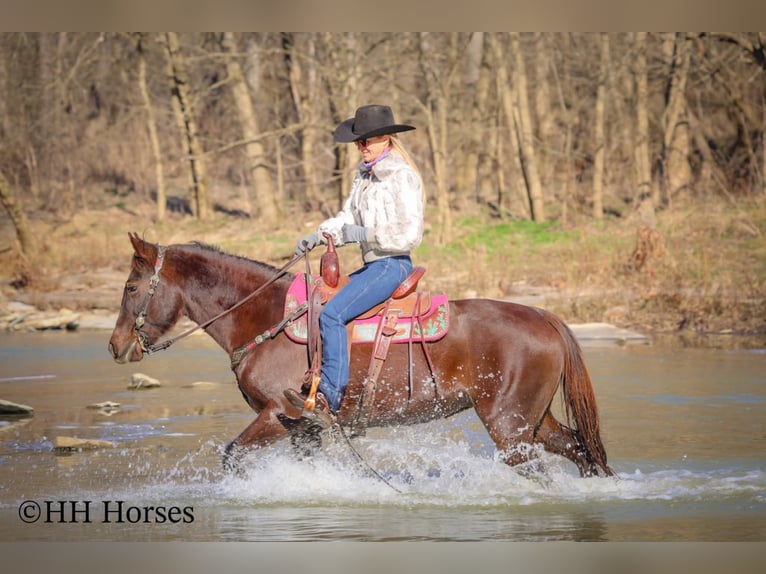 American Morgen Horse Jument 8 Ans 150 cm Bai in Flemingsburg