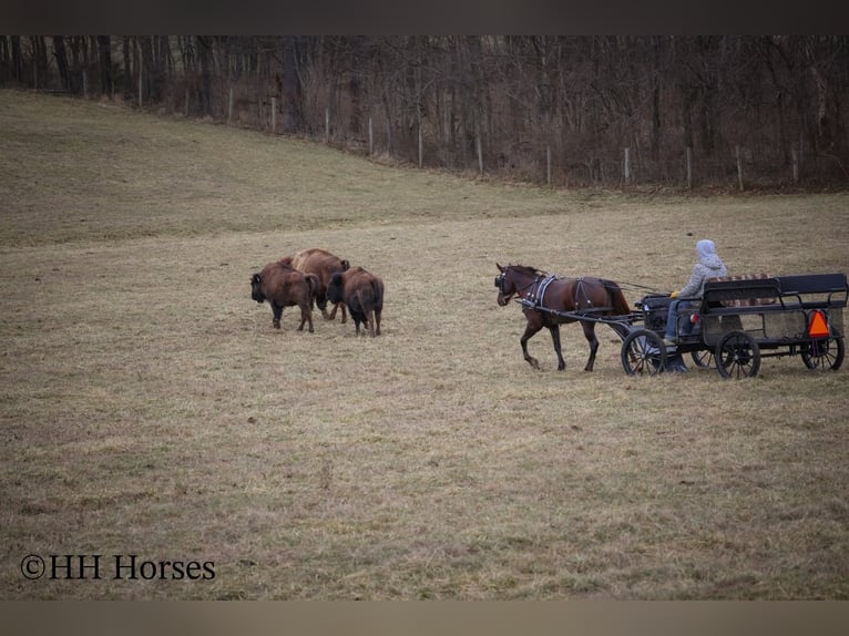 American Morgen Horse Jument 8 Ans 150 cm Bai in Flemingsburg