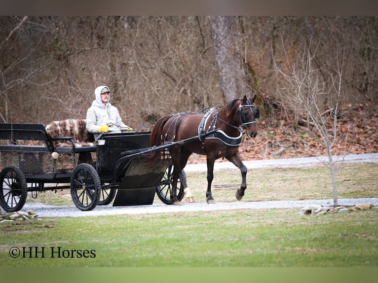 American Morgen Horse Jument 8 Ans 150 cm Bai in Flemingsburg