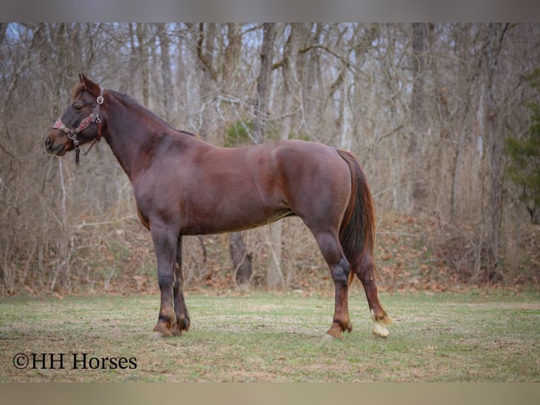American Morgen Horse Jument 8 Ans 150 cm Bai in Flemingsburg