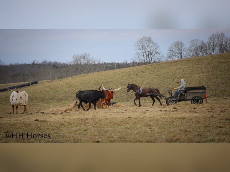 American Morgen Horse Jument 8 Ans 150 cm Bai in Flemingsburg