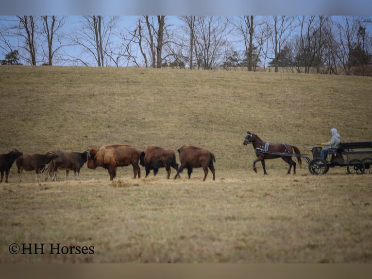 American Morgen Horse Jument 8 Ans 150 cm Bai in Flemingsburg