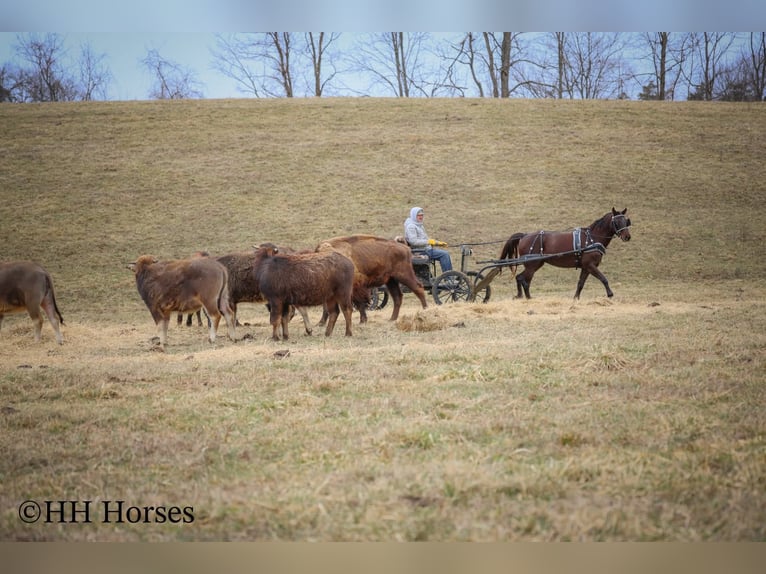 American Morgen Horse Jument 8 Ans 150 cm Bai in Flemingsburg