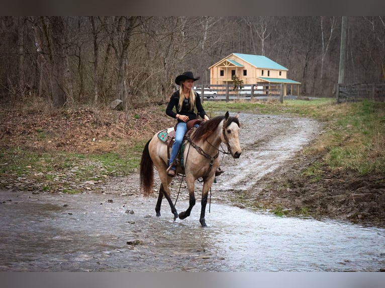 American Morgen Horse Jument 8 Ans 152 cm Buckskin in Flemmingsburg KY