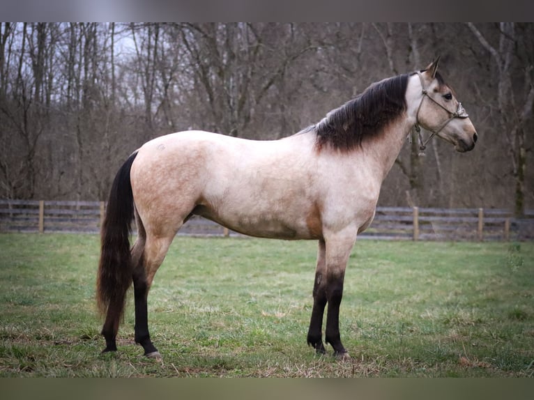 American Morgen Horse Jument 8 Ans 152 cm Buckskin in Flemmingsburg KY