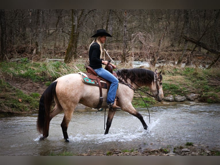 American Morgen Horse Jument 8 Ans 152 cm Buckskin in Flemmingsburg KY