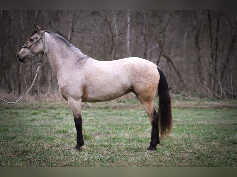 American Morgen Horse Jument 8 Ans 152 cm Buckskin in Flemmingsburg KY