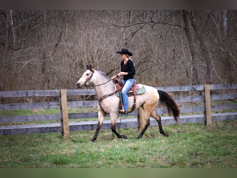 American Morgen Horse Jument 8 Ans 152 cm Buckskin in Flemmingsburg KY