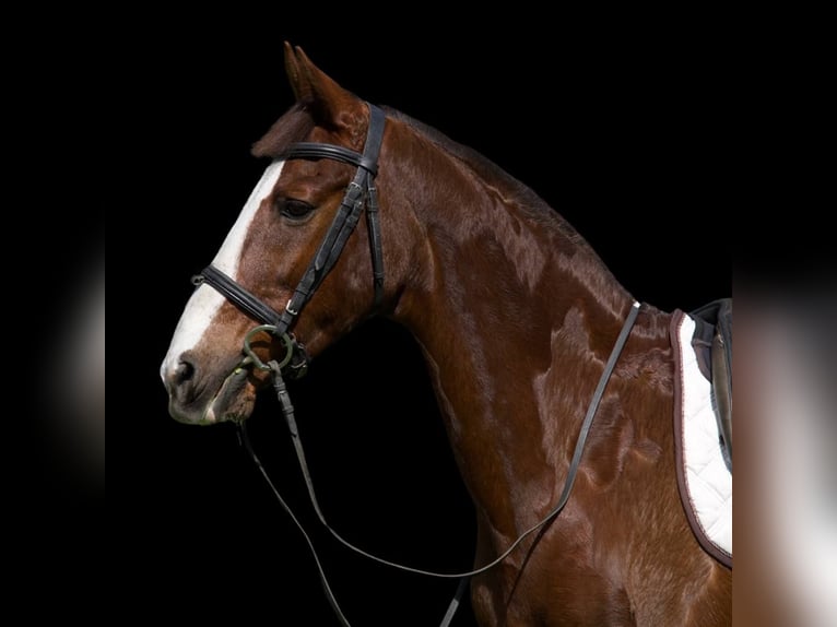 American Morgen Horse Mix Merrie 11 Jaar 160 cm Donkere-vos in Fort Lauderdale