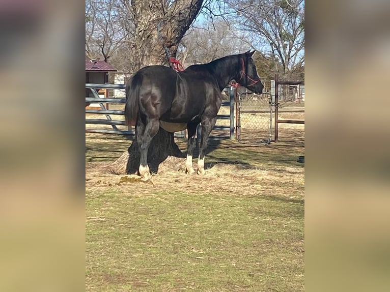 American Morgen Horse Merrie 11 Jaar 60 cm Zwart in Austin