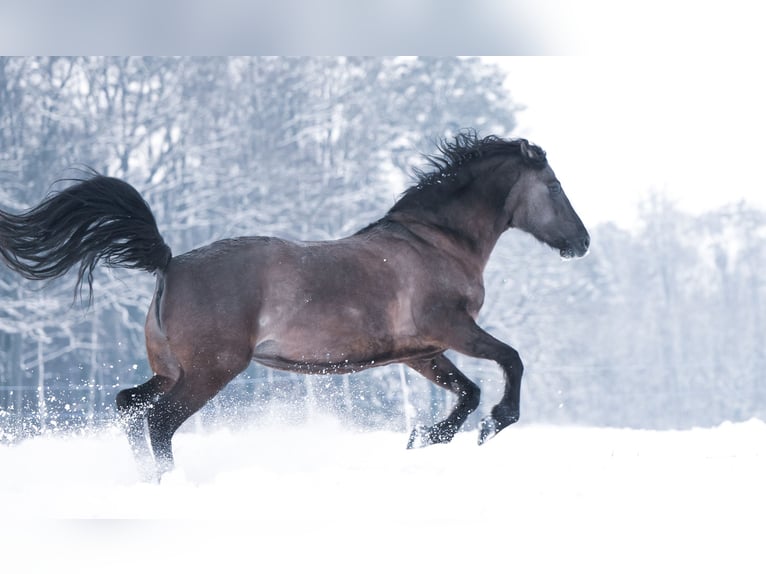 American Morgen Horse Merrie 17 Jaar 158 cm Grullo in Riken AG