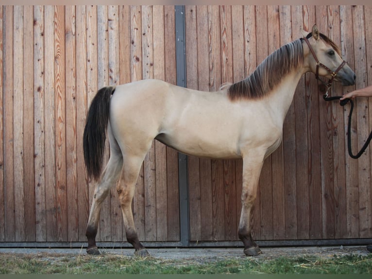 American Morgen Horse Merrie 1 Jaar 150 cm Buckskin in Oberstaufen