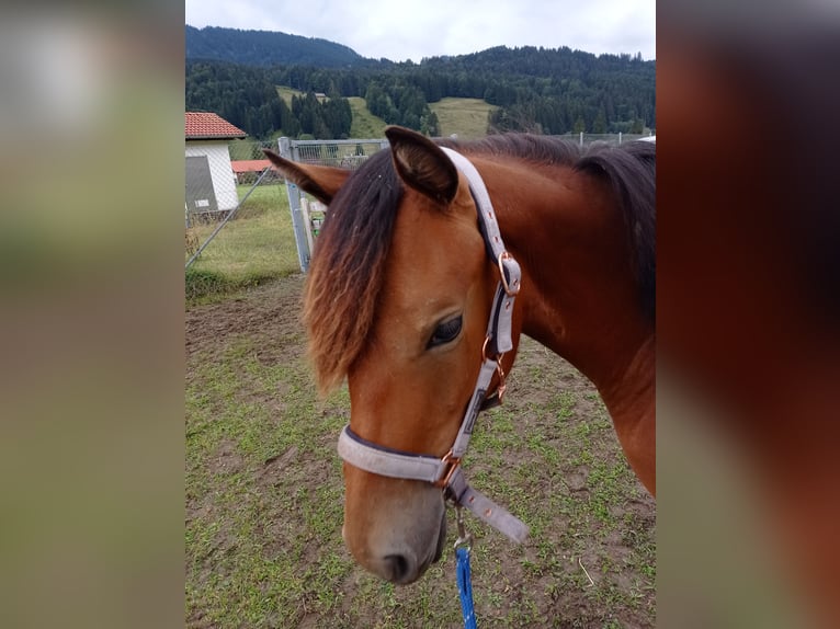 American Morgen Horse Merrie 1 Jaar 150 cm Roodbruin in Oberstaufen