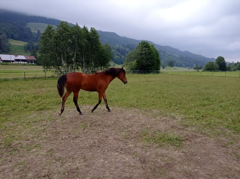 American Morgen Horse Merrie 1 Jaar 150 cm Roodbruin in Oberstaufen