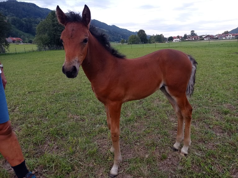 American Morgen Horse Merrie 1 Jaar 150 cm Roodbruin in Oberstaufen