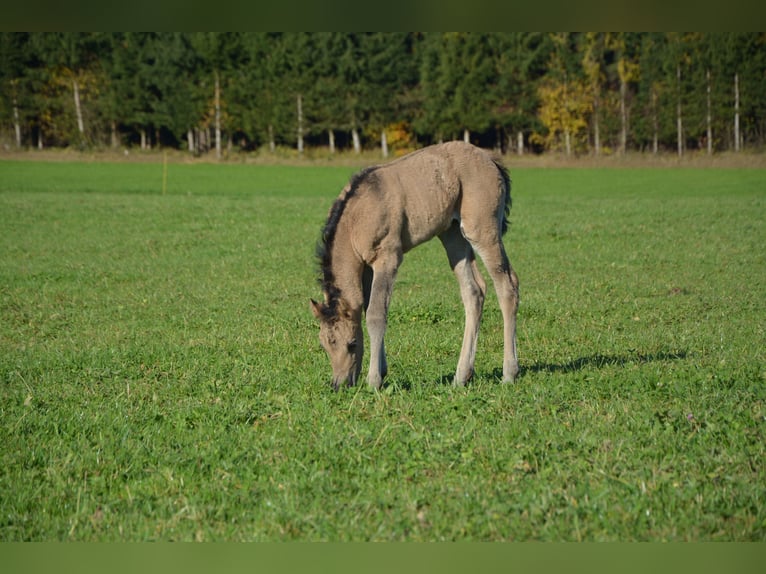 American Morgen Horse Merrie 1 Jaar Buckskin in Birmensdorf ZH