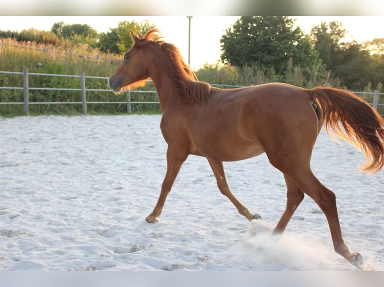 American Morgen Horse Merrie 2 Jaar 154 cm Vos in Nuth