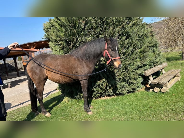 American Morgen Horse Merrie 3 Jaar 155 cm  in Dermbach