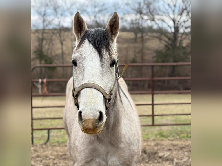 American Morgen Horse Merrie 3 Jaar 60 cm Wit in Austin