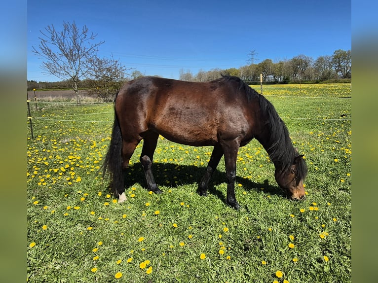 American Morgen Horse Merrie 4 Jaar 152 cm Bruin in Tetenhusen